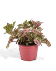 Polka Dot Plant - Green Fresh Florals + Plants