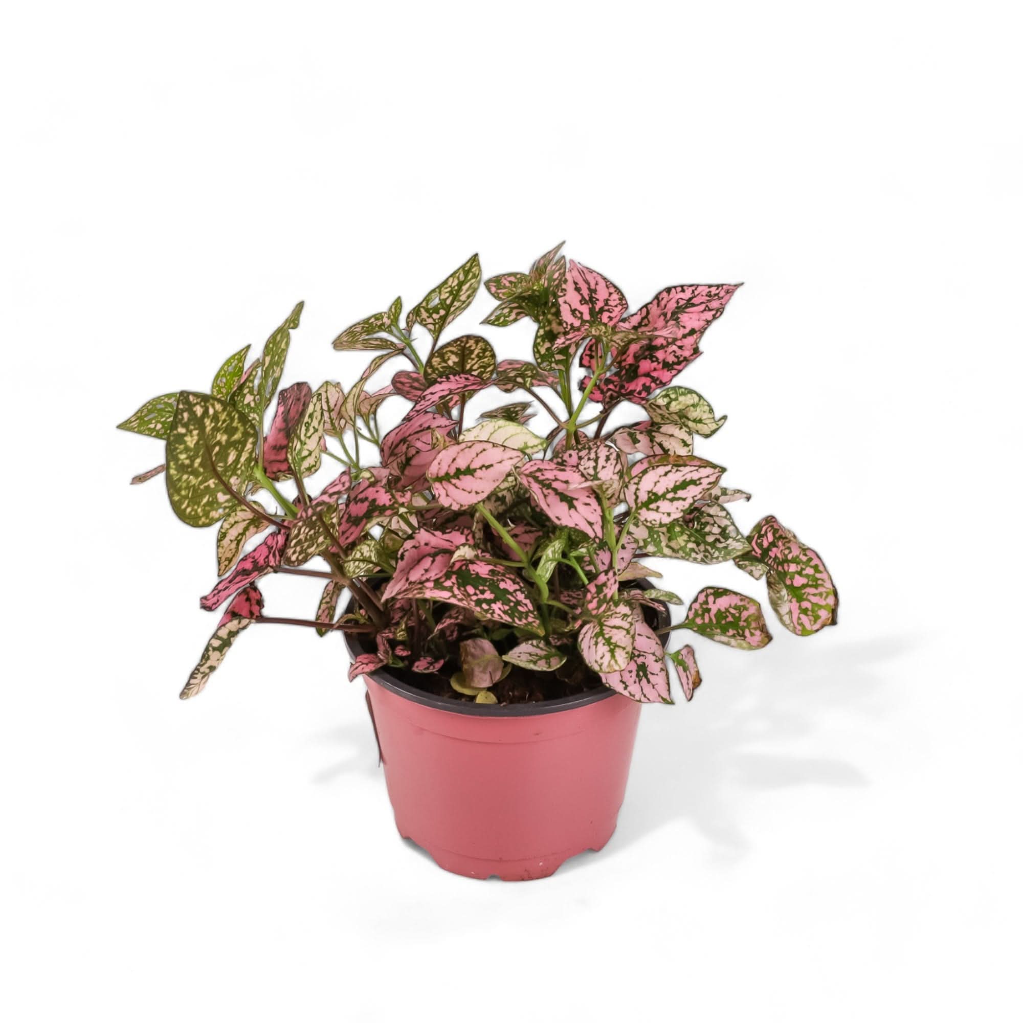 Polka Dot Plant - Green Fresh Florals + Plants