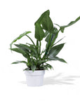 Silver Sword Philodendron - Green Fresh Florals + Plants