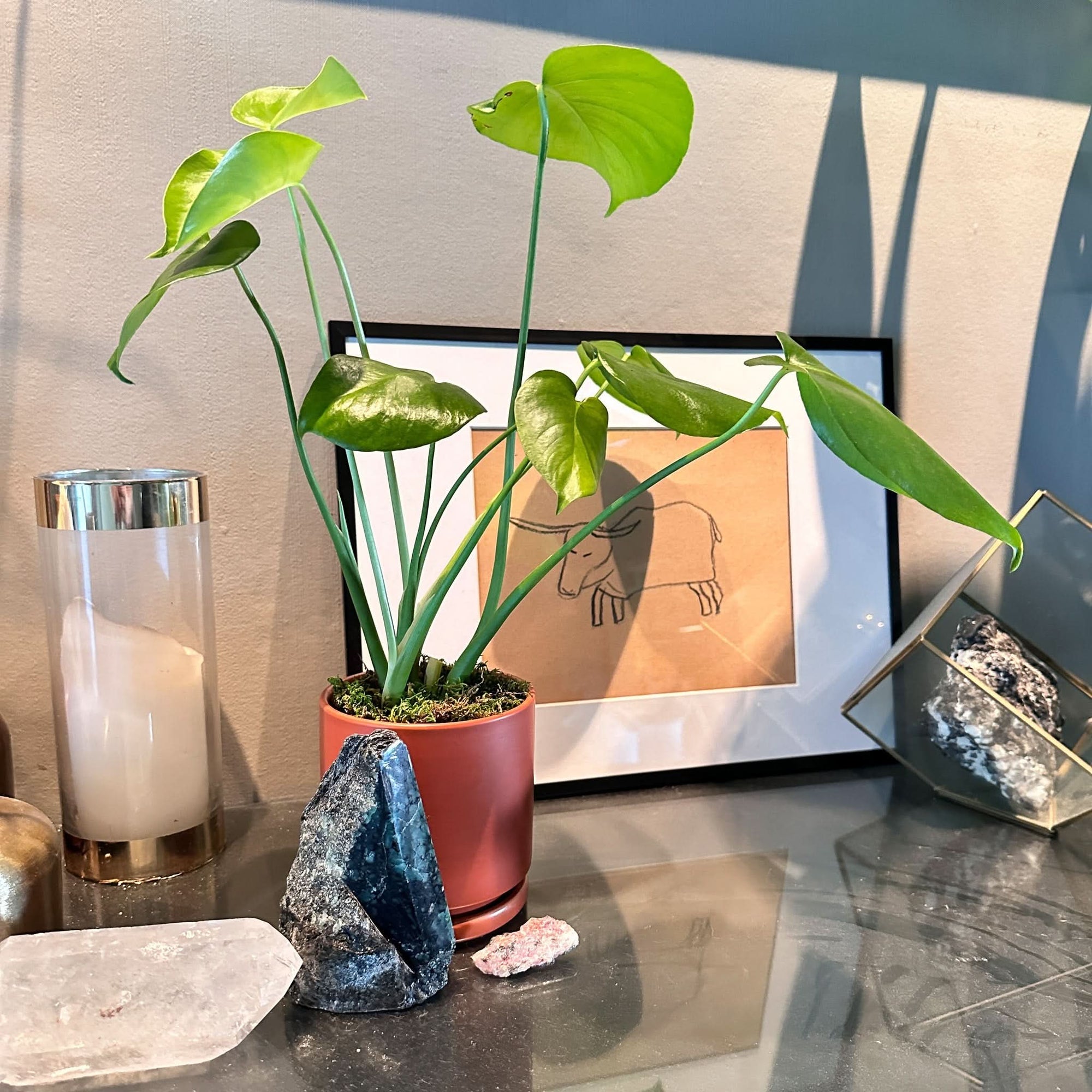 Small Gemstone Potted Monstera - Green Fresh Florals + Plants