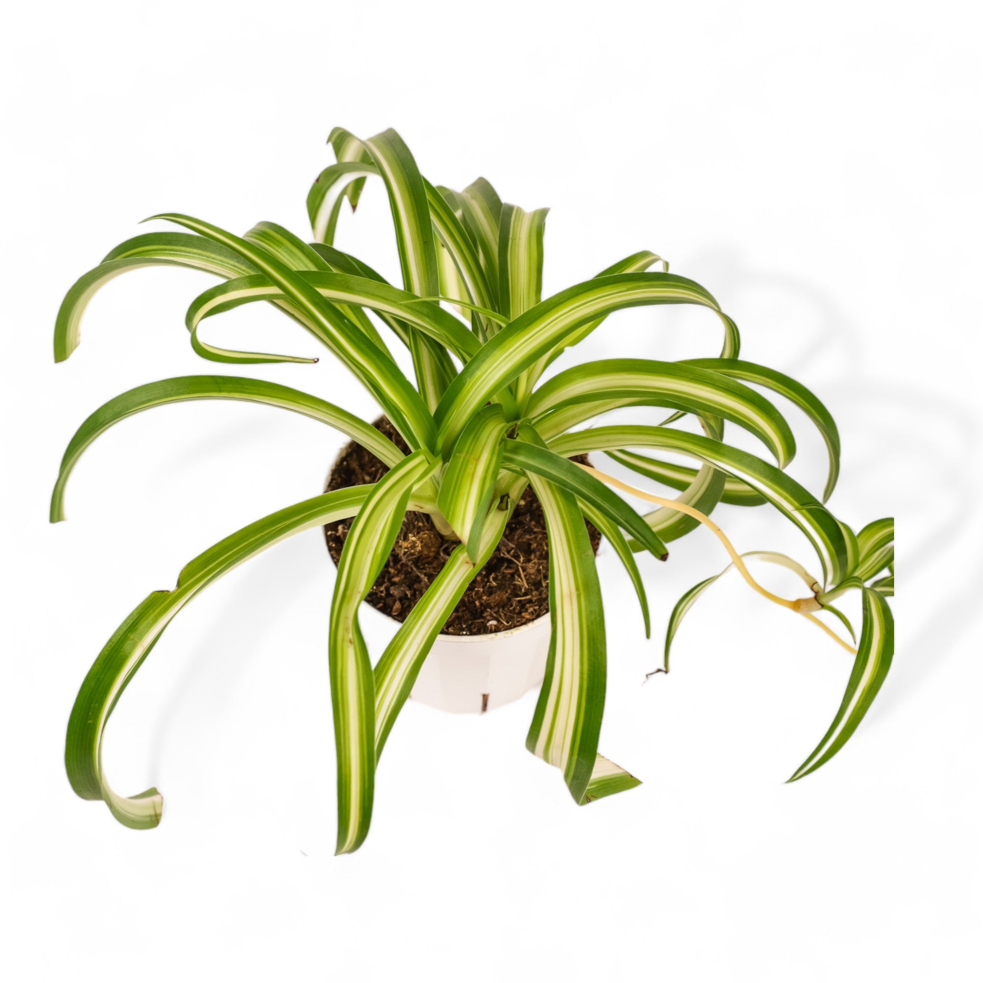 Spider Plant - Green Fresh Florals + Plants