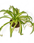 Spider Plant - Green Fresh Florals + Plants