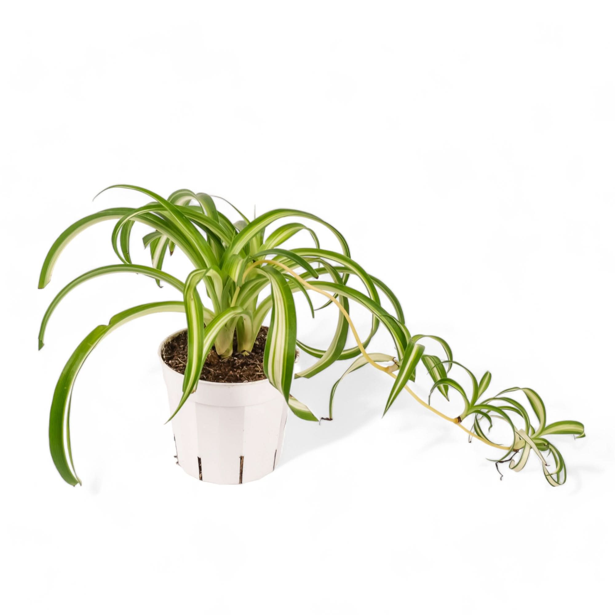 Spider Plant - Green Fresh Florals + Plants