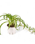 Spider Plant - Green Fresh Florals + Plants