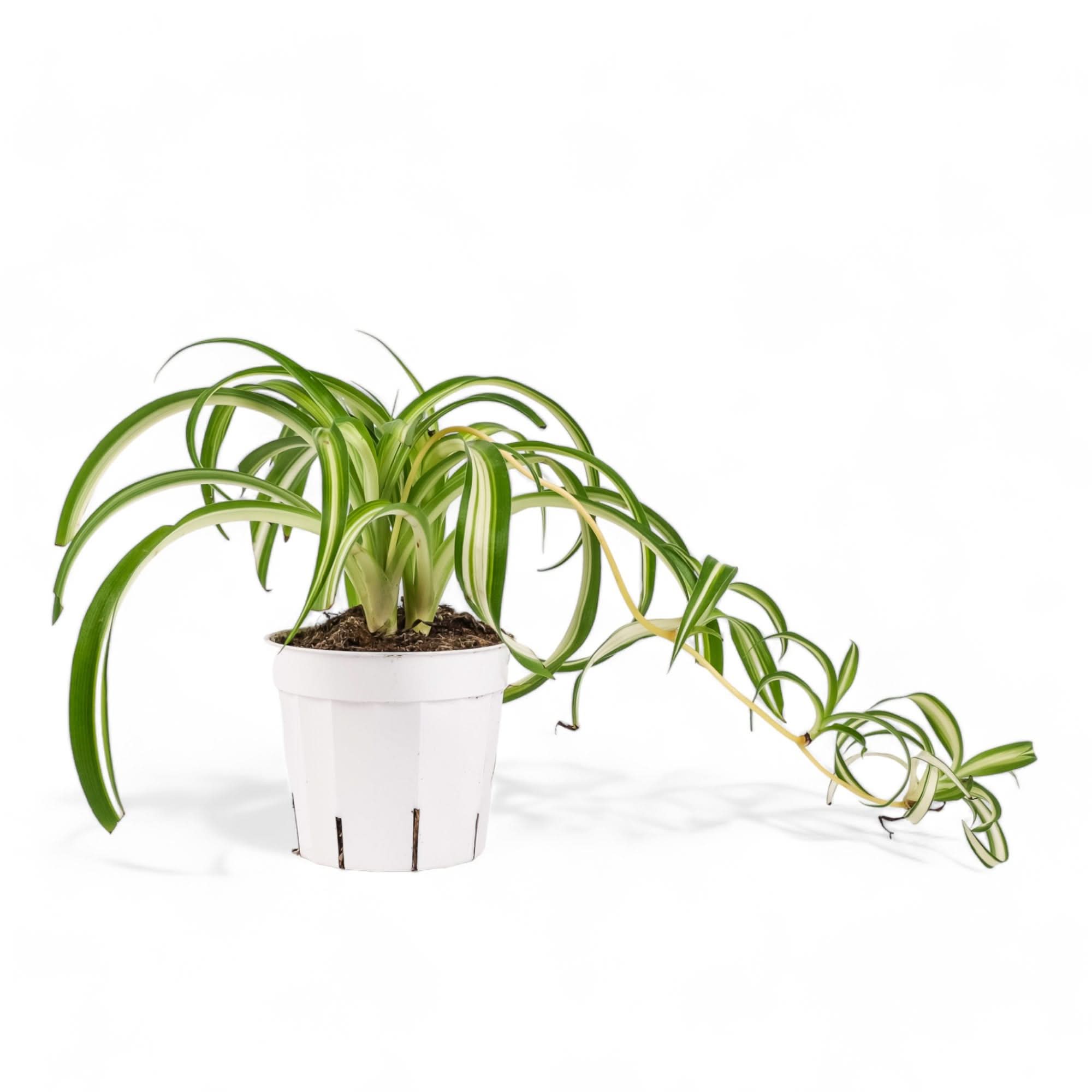Spider Plant - Green Fresh Florals + Plants