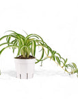 Spider Plant - Green Fresh Florals + Plants