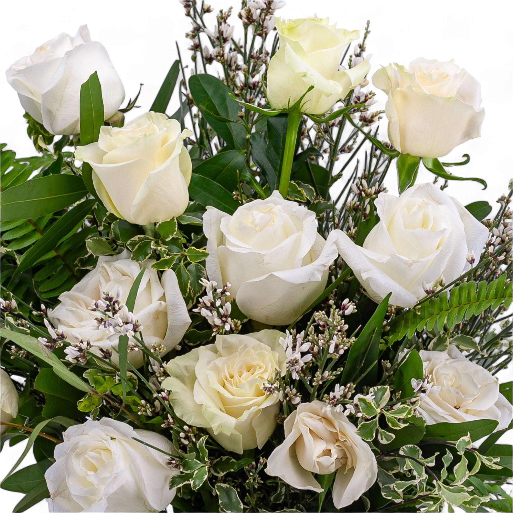 White Long - Stem Roses - Green Fresh Florals + Plants