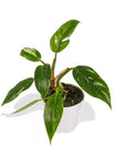 White Wizard Philodendron - Green Fresh Florals + Plants