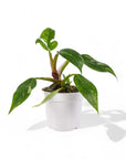 White Wizard Philodendron - Green Fresh Florals + Plants