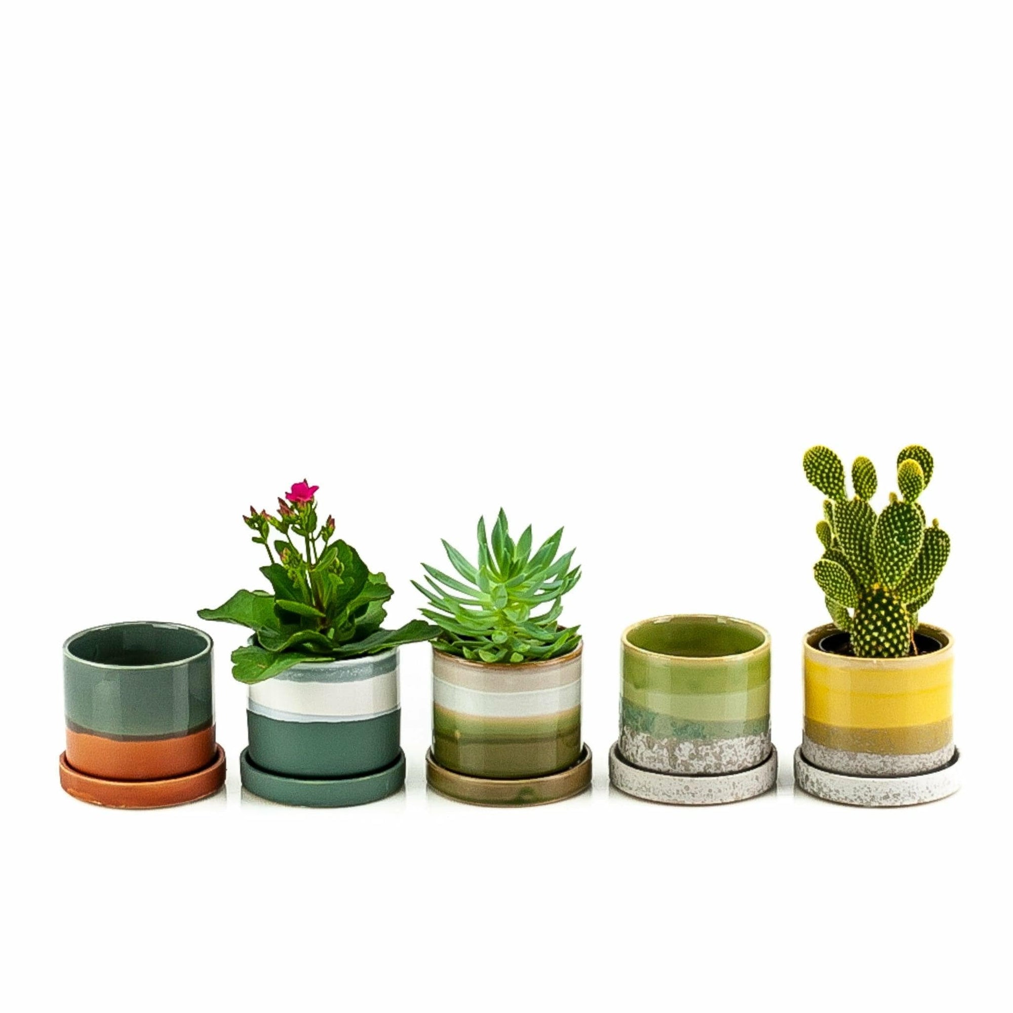 3&quot; Minute Pot II - Green Fresh Florals + Plants