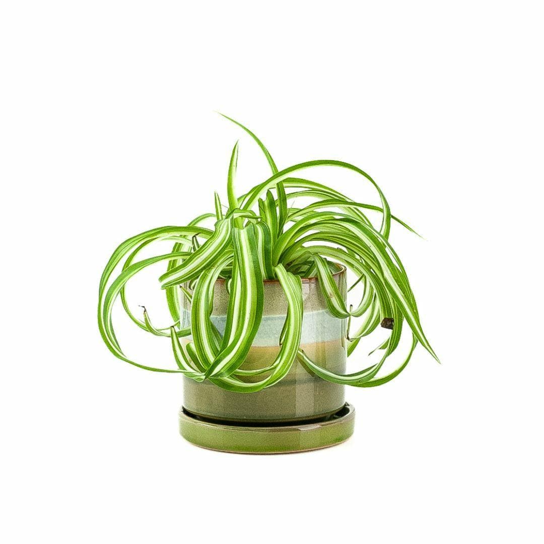 3&quot; Minute Pot II - Green Fresh Florals + Plants