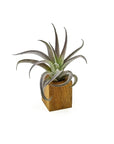 Acacia Wood Air Plant Holder - Green Fresh Florals + Plants