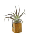 Acacia Wood Air Plant Holder - Green Fresh Florals + Plants