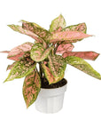 Aglaonema Lady Valentine - Green Fresh Florals + Plants