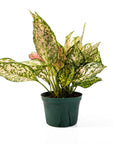 Aglaonema Lady Valentine - Green Fresh Florals + Plants