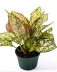 Aglaonema Lady Valentine - Green Fresh Florals + Plants