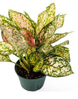Aglaonema Lady Valentine - Green Fresh Florals + Plants