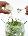 Air Plant Food - Green Fresh Florals + Plants