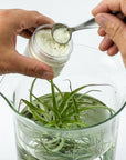 Air Plant Food - Green Fresh Florals + Plants