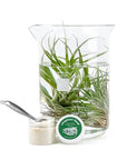 Air Plant Food - Green Fresh Florals + Plants