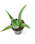 Aloe Vera - Green Fresh Florals + Plants