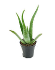 Aloe Vera - Green Fresh Florals + Plants