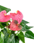 Anthurium Plant - Green Fresh Florals + Plants