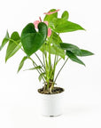 Anthurium Plant - Green Fresh Florals + Plants
