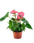 Anthurium Plant - Green Fresh Florals + Plants