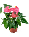 Anthurium Plant - Green Fresh Florals + Plants