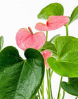 Anthurium Plant - Green Fresh Florals + Plants