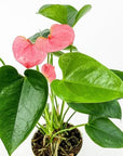 Anthurium Plant - Green Fresh Florals + Plants