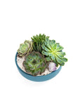 Antique Teal Crystal Succulent Garden - Green Fresh Florals + Plants