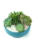 Antique Teal Crystal Succulent Garden - Green Fresh Florals + Plants