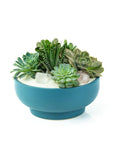 Antique Teal Crystal Succulent Garden - Green Fresh Florals + Plants