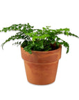 Austral Gem Fern - Green Fresh Florals + Plants