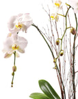 Avant-Garden Orchid Planting - Green Fresh Florals + Plants