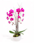 Avant-Garden Orchid Planting - Green Fresh Florals + Plants