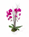 Avant-Garden Orchid Planting - Green Fresh Florals + Plants