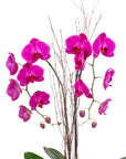 Avant-Garden Orchid Planting - Green Fresh Florals + Plants