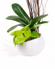 Avant-Garden Orchid Planting - Green Fresh Florals + Plants