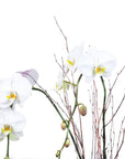 Avant-Garden Orchid Planting - Green Fresh Florals + Plants