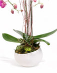Avant-Garden Orchid Planting - Green Fresh Florals + Plants