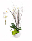 Avant-Garden Orchid Planting - Green Fresh Florals + Plants