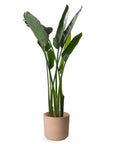 Bird of Paradise - Green Fresh Florals + Plants