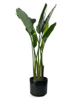 Bird of Paradise - Green Fresh Florals + Plants