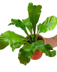 Bird's Nest Fern - Green Fresh Florals + Plants