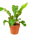 Bird's Nest Fern - Green Fresh Florals + Plants