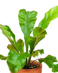 Bird's Nest Fern - Green Fresh Florals + Plants