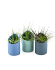 Blue Grey Air Plant Trio - Green Fresh Florals + Plants